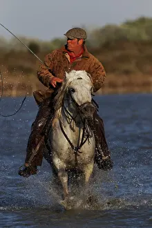 Guardian: French cowboy or Guardian, rounding up Camargue