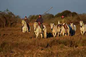 Cowboys: French cowboys or Guardians, rounding up