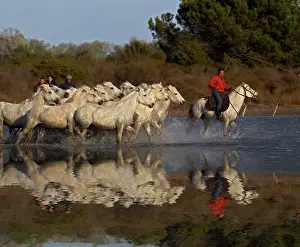 Cowboys: French cowboys or Guardians, rounding up