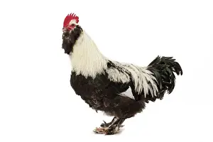 Faverolles: French Faverolles Chicken Cockerel / Rooster