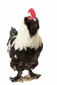 Faverolles: French Faverolles Chicken Cockerel / Rooster
