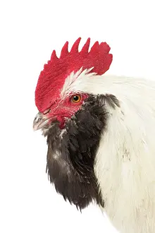 Faverolles: French Faverolles Chicken Cockerel / Rooster