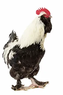 Faverolles: French Faverolles Chicken Cockerel / Rooster