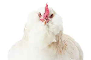 Faverolles: French Faverolles Chicken Hen