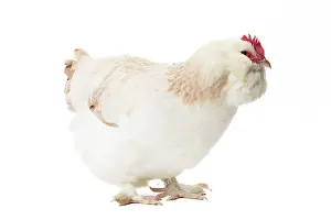 Hens: French Faverolles Chicken Hen