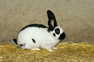 Papillon: French giant papillon Rabbit