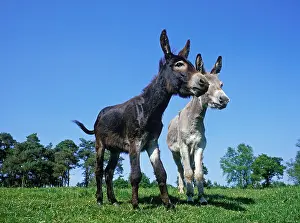 Donkey: French Grey Donkey with Domestic Donkey, Adults