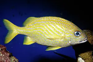 Grunt: French GRUNT fish
