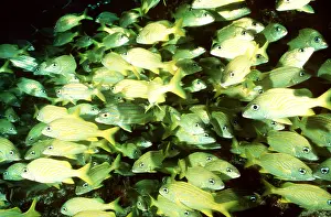 Kurt Amsler: FRENCH GRUNT FISH SHOAL