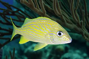 Grunt: French Grunt (Haemulon flavolineatum), Bonaire