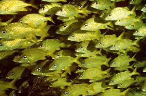 Stripes: FRENCH GRUNT - SHOAL
