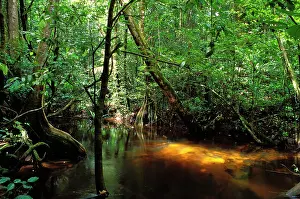 French Guiana Forest