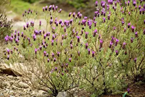 Stoechas: French Lavender