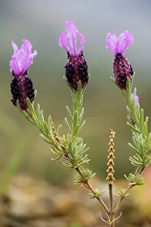 Stoechas: French Lavender