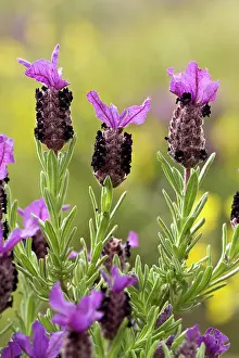 Scented: French Lavender
