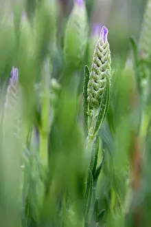 Lamiaceae: French Lavender