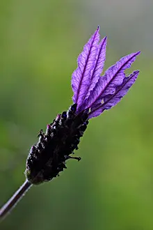 Stoechas: French Lavender - detailed study of blossom