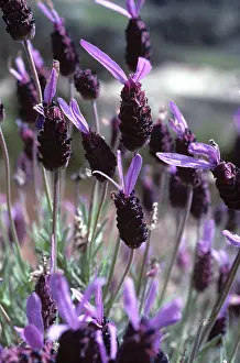 Mancha: French Lavender (Lavandula stoechas)