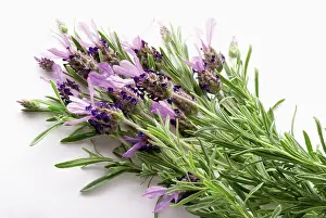 Lavandula: French lavender, Lavandula stoechas, A bunch of