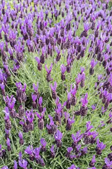 250417: French lavender, Norfolk UK