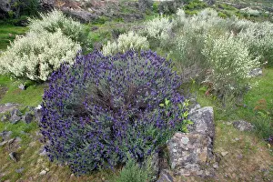 Broom: French Lavender and White Broom (Lygos raetam)