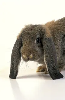 Studios: French lop Rabbit