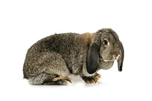 Lops: French Lop Rabbit ( agouti ) - in studio