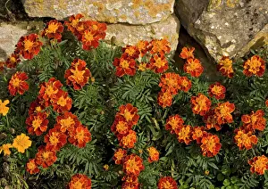Marigolds: French marigolds, by dry stone wall