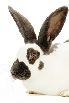 Papillon: French Papillon Rabbit