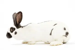 Papillon: French Papillon Rabbit