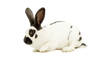 Papillon: French Papillon Rabbit
