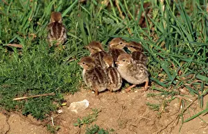 Alectoris: French Partridge - chicks
