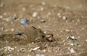 Alectoris: French Partridge - dust bathing