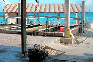 Organized: The French Polynesia in pearl farms are organized
