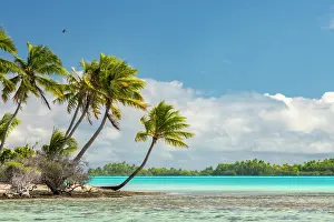 Palm: French Polynesia, Rangiroa Atoll. Blue Lagoon and