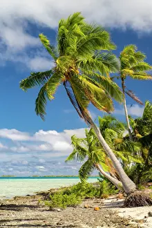 Palm: French Polynesia, Rangiroa Atoll. Blue Lagoon and