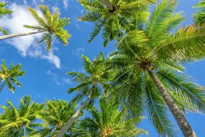 Palm: French Polynesia, Rangiroa Atoll. Looking up at