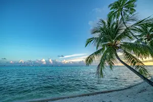 Palm: French Polynesia, Rangiroa Atoll. Palm trees and