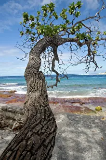 Wendy: French Polynesia, Society Islands, Rangiroa