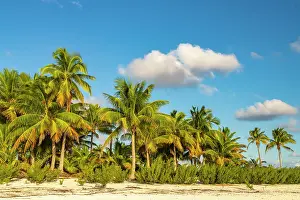 Palm: French Polynesia, Tikehau Atoll. Beach and palm