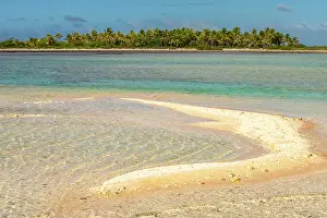 Palm: French Polynesia, Tikehau Atoll. Ocean beach and