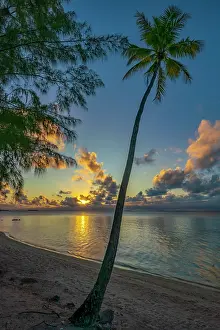 Palm: French Polynesia, Tikehau Atoll, palm tree sunset