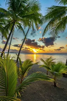 Palm: French Polynesia, Tikehau Atoll. Tree silhouettes