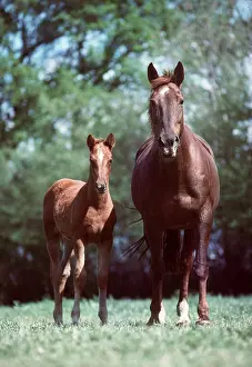 Saddle: French Saddle Horse - mare & foal