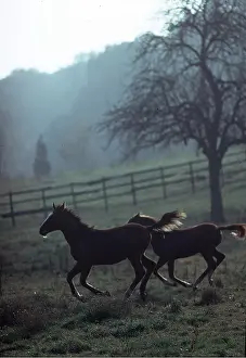 Saddle: French Saddle HORSES - young