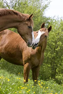 Speaking: French saddle mares in a spring meadow France
