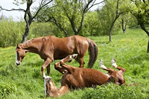 Chestnuts: French saddle mares in a spring meadow France