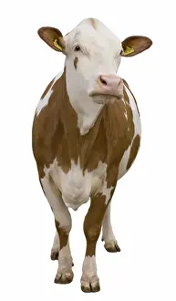 Studios: French Simmental cow front view in studio