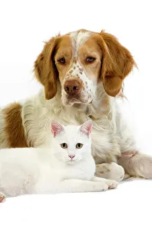 Cinnamon: French Spaniel (Cinnamon Color) and White Domes