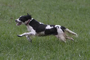 Express: French Spaniel galloping in a field France